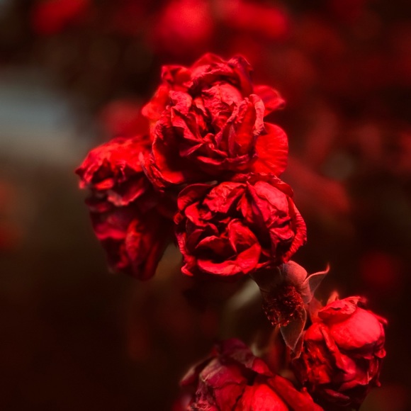 Meet your Posher, Jordyn - Picture 1 of 1